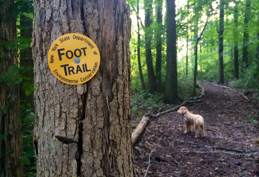 perhaps it should say "paw trail"