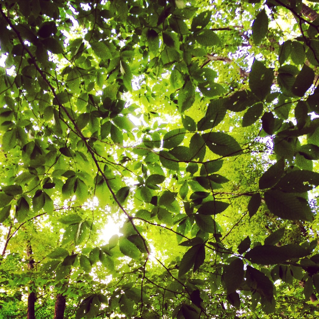 I love looking up and watching the sun filter through the leaves of the trees.
