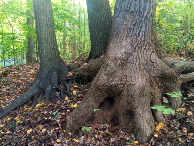 I love natural tree trunk/root sculpture. 