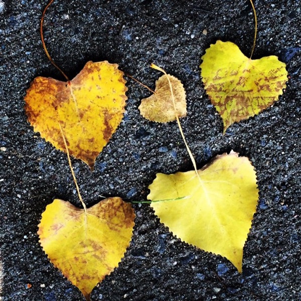 heart shaped leaves