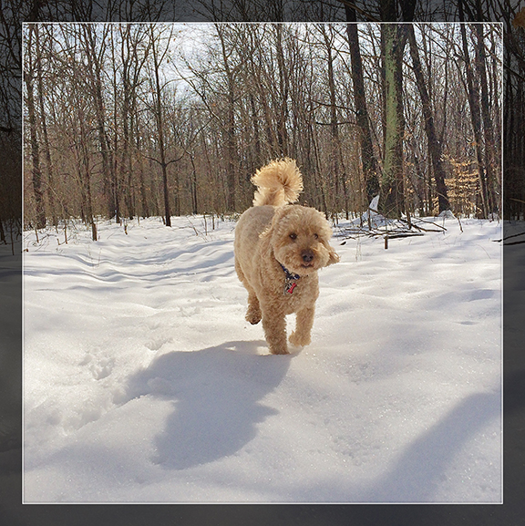 look ma! no snow clumps on my paws!