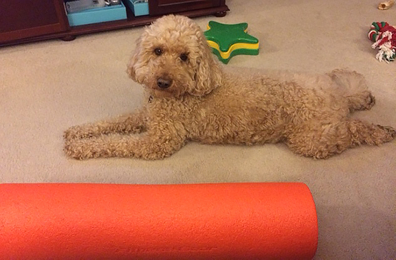 You foam roll....i'll just practice my doodle duck pose