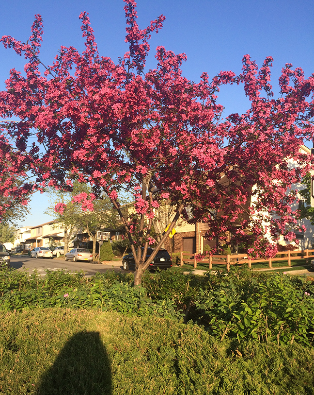 pink flowering trees just make me happy