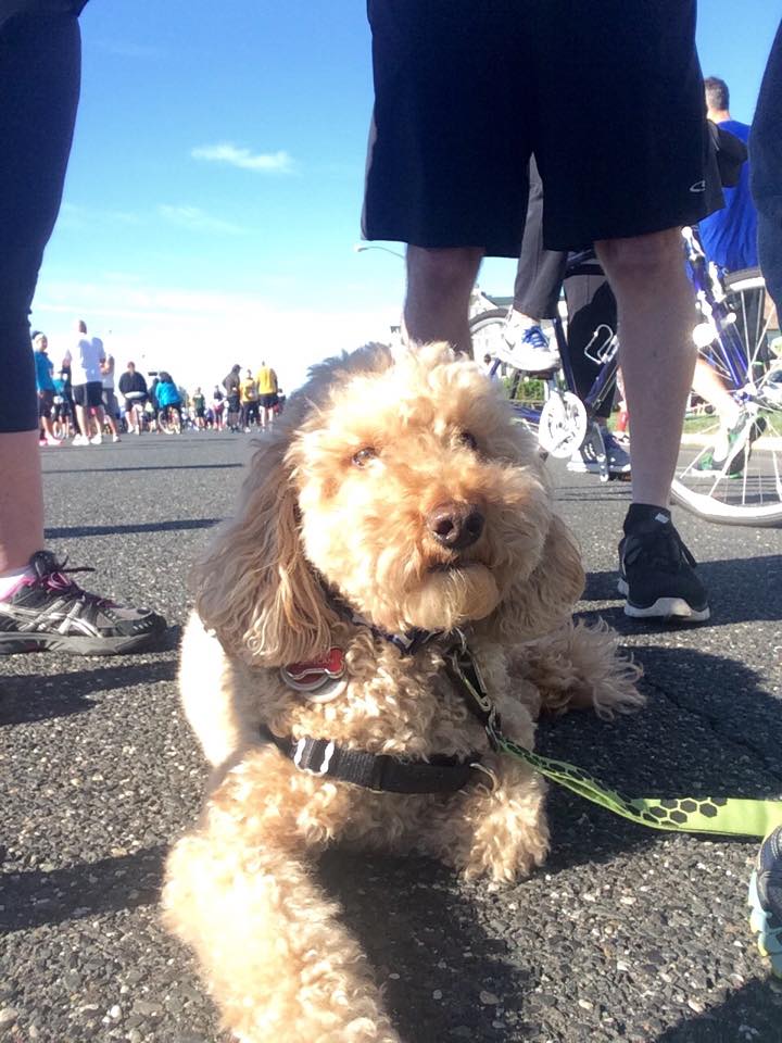 cutest, most well behaved spectator doodle