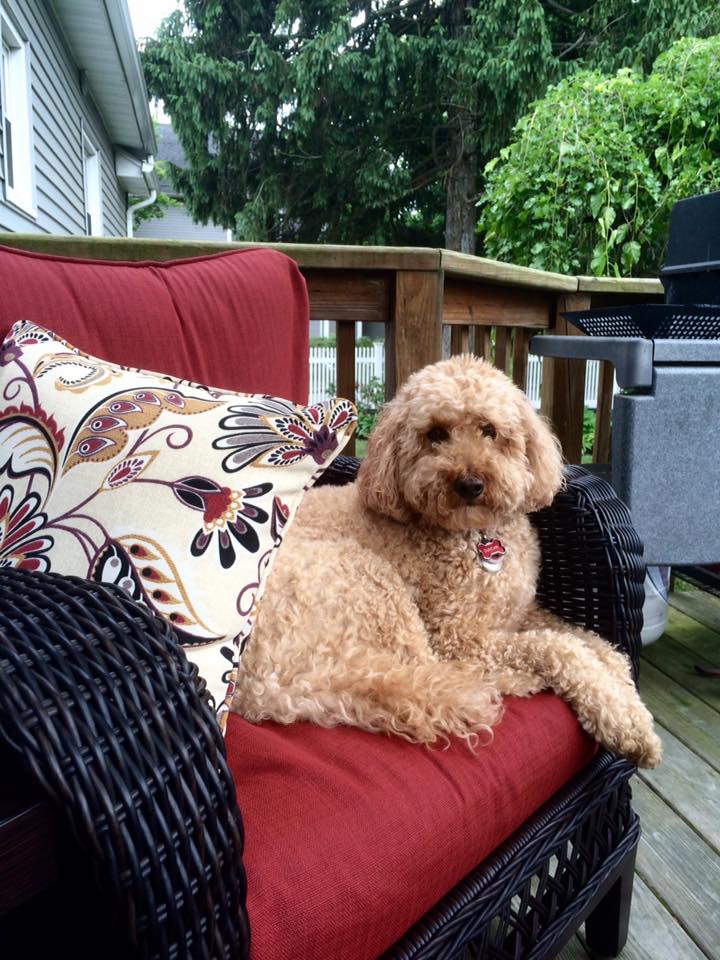 His tag matches the patio furniture so nicely