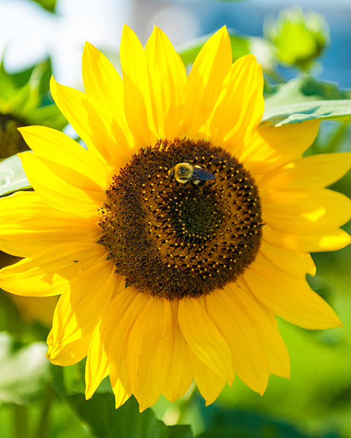a bee enjoying a sunflower
