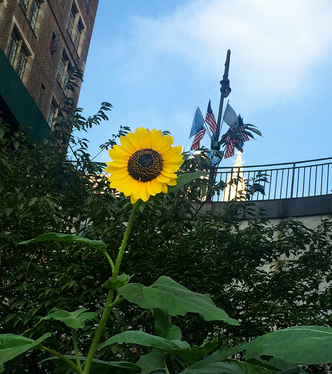 sunflower in the foreground and the Chrysler building in the background