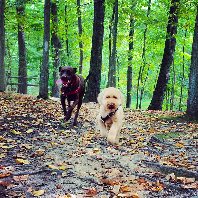 dogs-hiking
