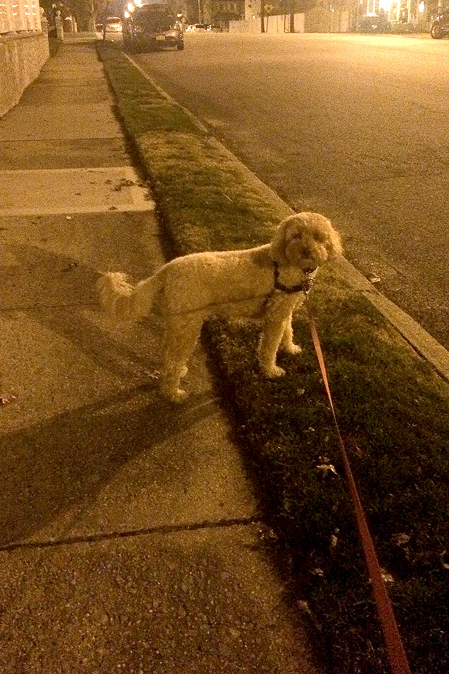 He's thrilled that I've finally decided that we could walk for more than 10 minutes after the sun sets.