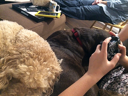 snoozing dogs and some video game entertainment to wrap up the holiday