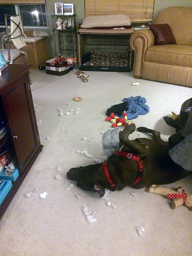 This happened tonight! Duncan and Chester made snow in my living room.