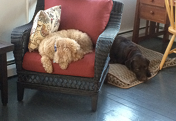 napping-doggies