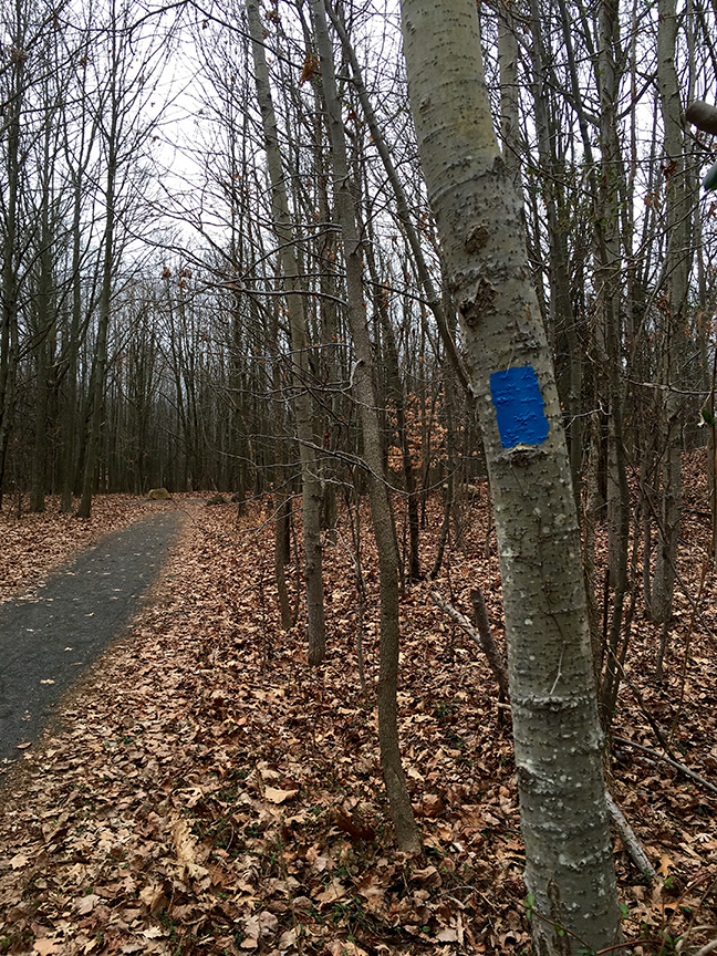 the blue trail