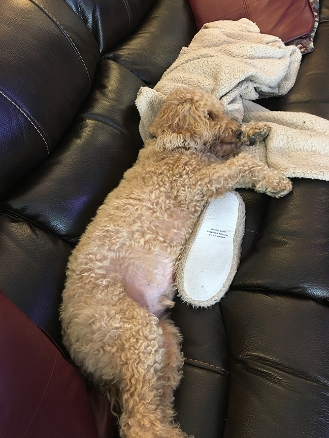 stole my slipper....then fell asleep with it