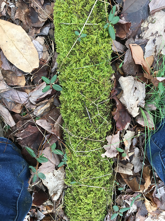 I have this strange obsession with moss. I'm fascinated by it.