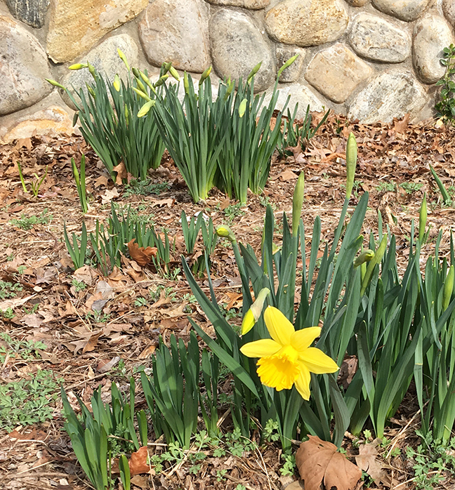 It was in the 30s but the Daffodils have already sprung up. We might get snow tomorrow. Hopefully they will survive