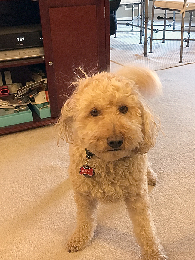 There's just no way to remain stressed when this static electricity eared doodle gives you that face