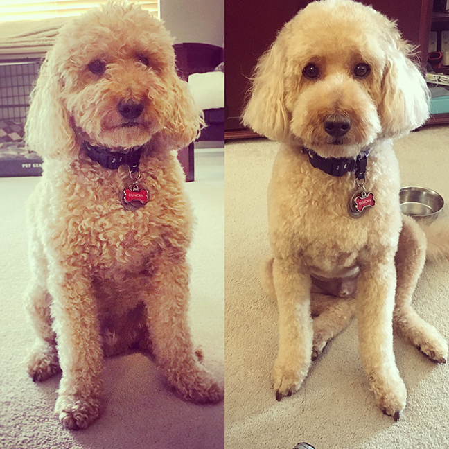 These before and after shots never get old. I love seeing how different he looks