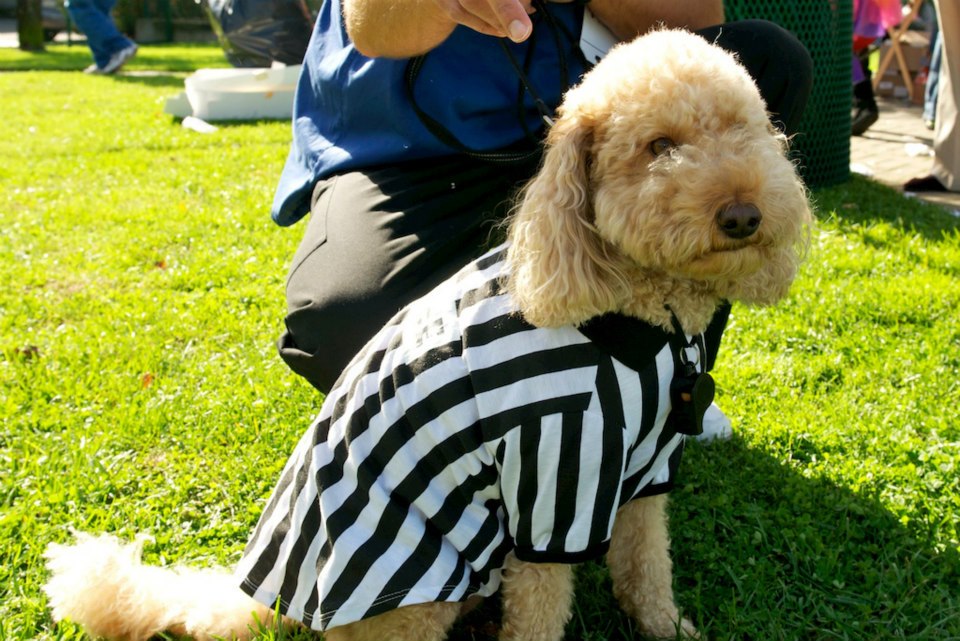 Rufferee complete with whistle around his neck