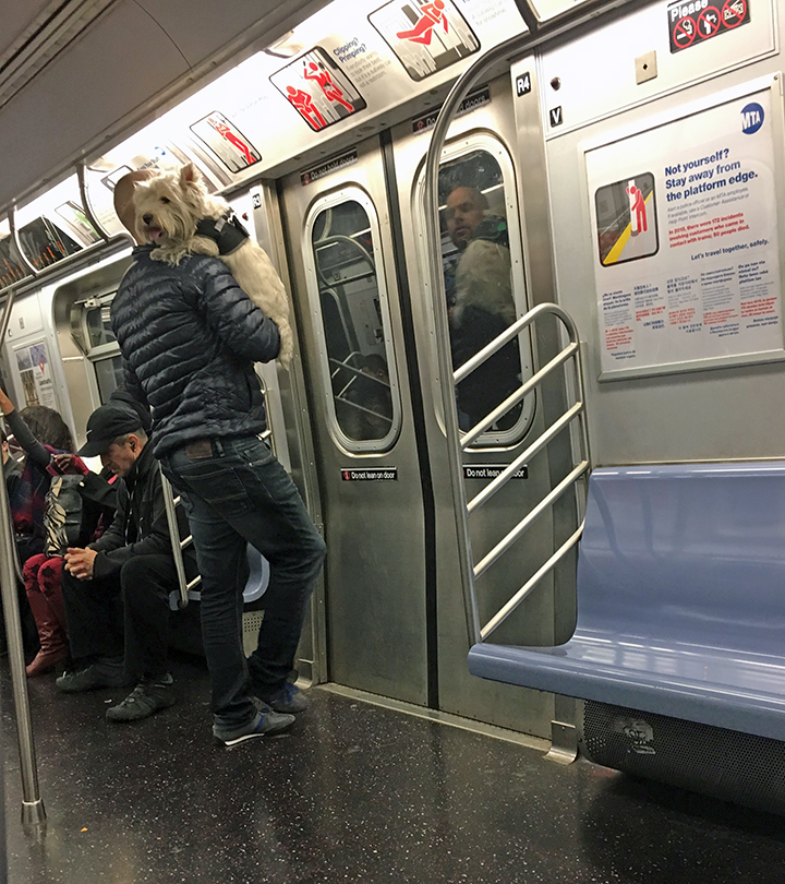 It's always a hoot to see a dog in the subway. This guy and his dog were quite the pair