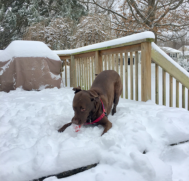 Lots of snow can't distract Chester from wanting to play with his ball