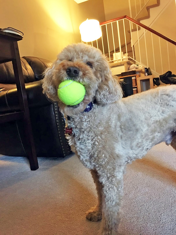 Duncan's dropping the hint about what he wants for Christmas....he needs more tennis balls.