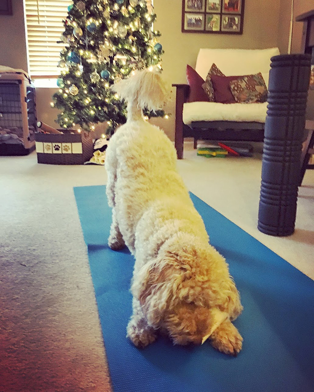 Duncan is still keeping up with his downward dog though